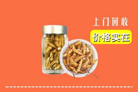 大同云州区回收散虫草
